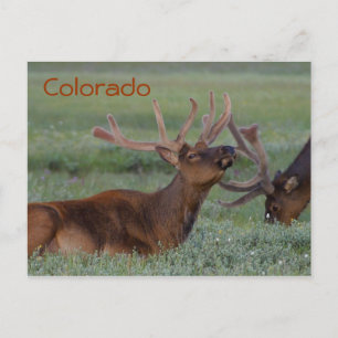 Colorado elk vycard vykort