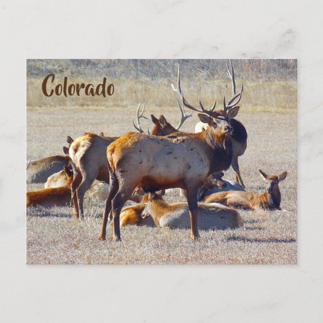 Colorado Elk Vykort (Framsida)