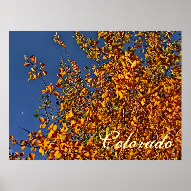 Colorado fall aspen poster (Framsidan)