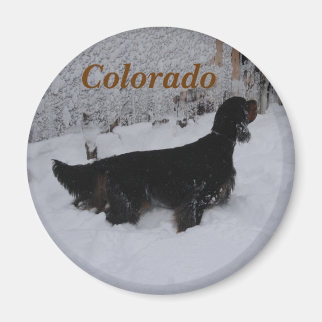Colorado Gordon Setter Magnet (Framsidan)