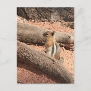 Colorado Ground Squirrel Vykort