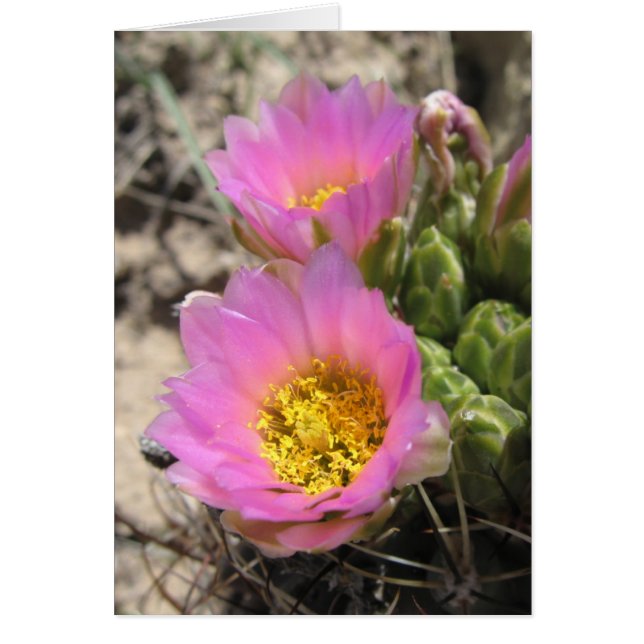 Colorado Hookless Cactus Hälsningskort (Framsidan)