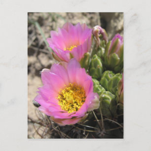 Colorado Hookless Cactus Vykort