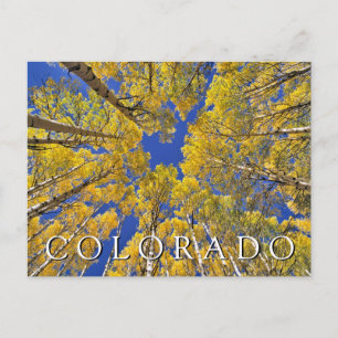 Colorado Höst Aspen Skog på Hösten Vykort