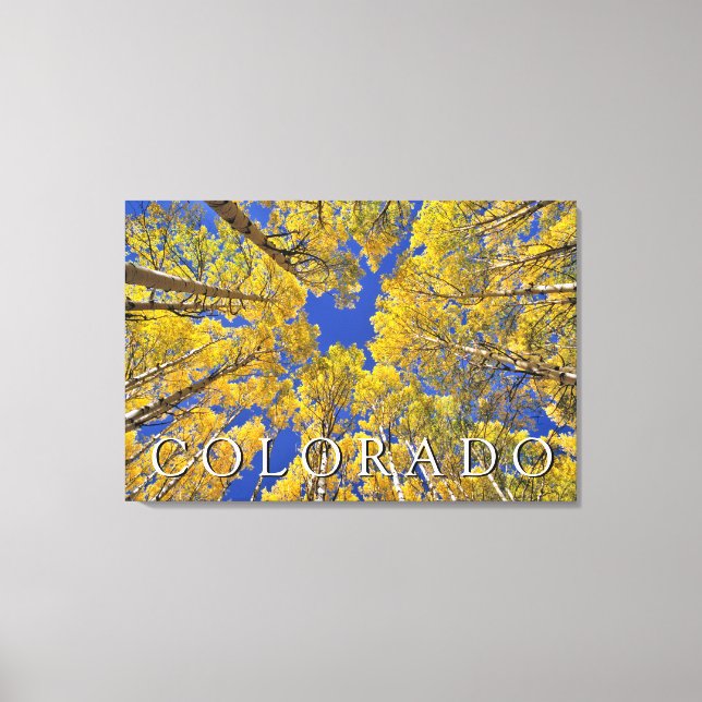 Colorado Höst | Aspskog på hösten Canvastryck (Framsida)