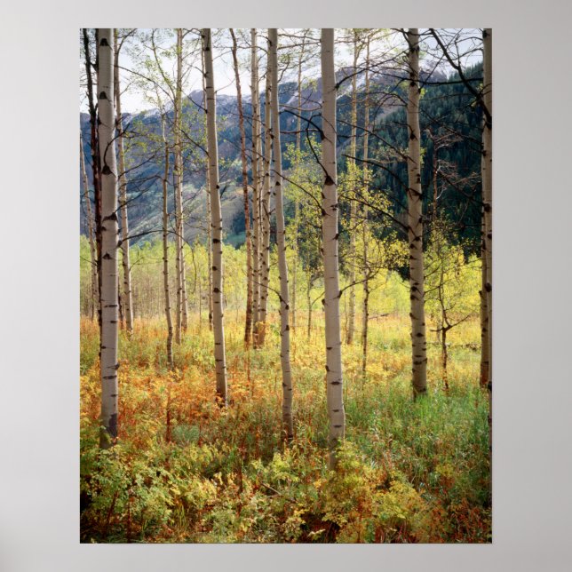 Colorado, Höstfärger av asp Poster (Framsidan)