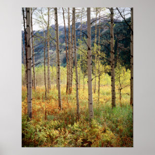 Colorado, höstfärger på asp-träd poster