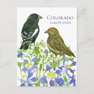 Colorado Lark Bunting State Birds Vild Columbine Vykort