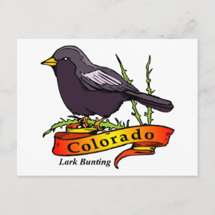 Colorado Lark Bunting Vykort
