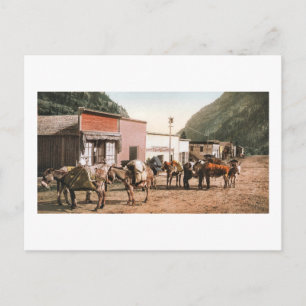 Colorado Pack Trail Redo for Miners 1904 Vykort