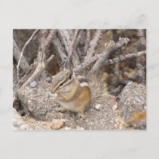 Colorado Rocky Mountain Chipmunk Vykort