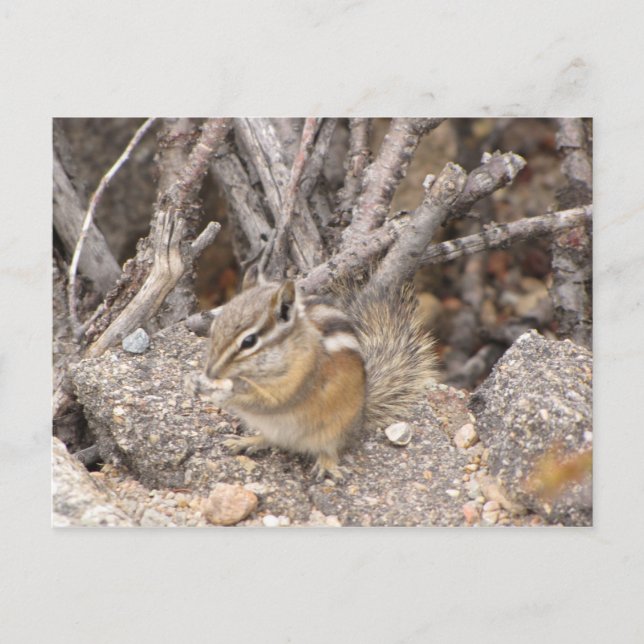 Colorado Rocky Mountain Chipmunk Vykort (Framsida)