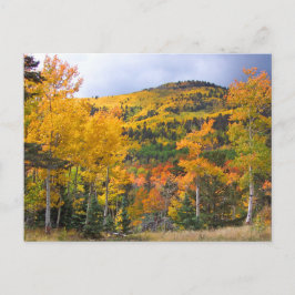 Colorado Rocky mountains Aspen Träd Fall Foliage Vykort