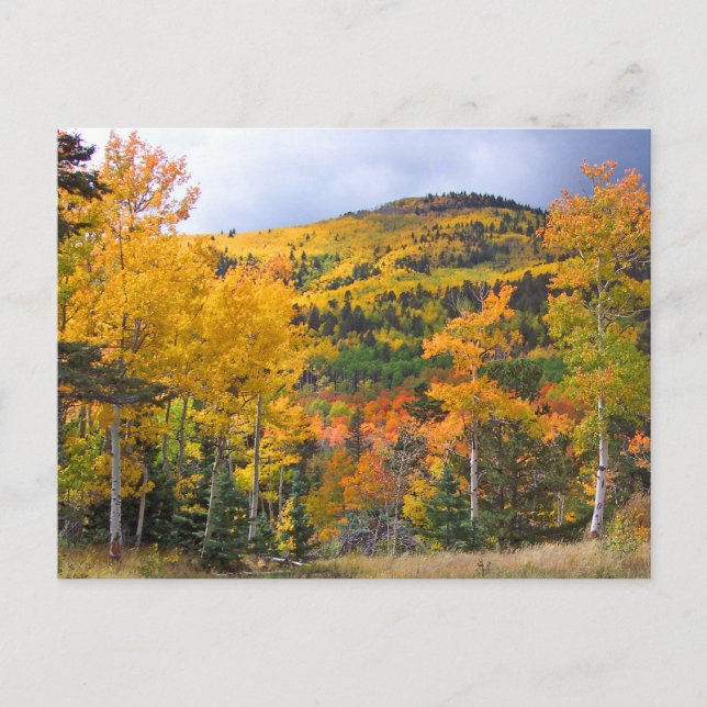 Colorado Rocky mountains Aspen Träd Fall Foliage Vykort (Framsida)