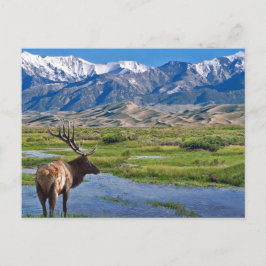 Colorado Rocky mountains Elk Vykort