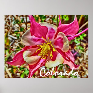 Colorado rosa columbine poster
