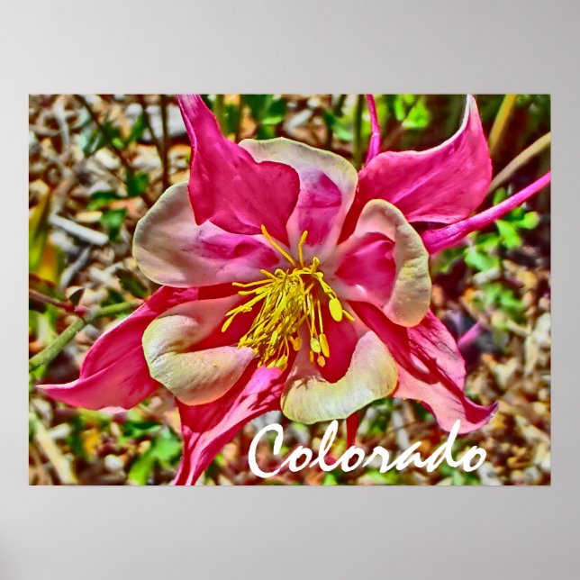 Colorado rosa columbine poster (Framsidan)