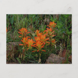 Colorado Scarlet Paintbrush Stationary Vykort