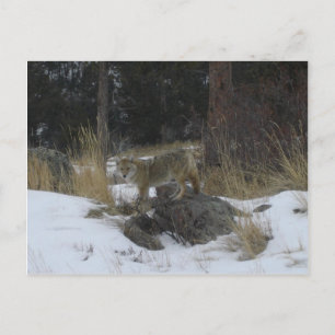 Colorado Snö Coyote Vykort