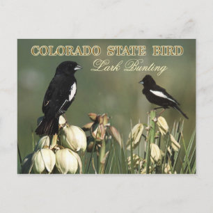 Colorado State Bird - Lark Bunting Vykort