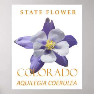 Colorado Territory Blomma Blå Aquilegia coerulea Poster