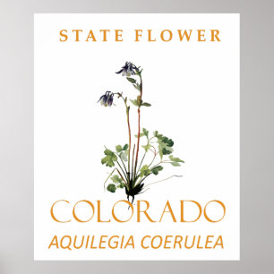 Colorado Territory Blomma Blå Aquilegia coerulea Poster