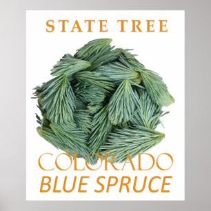 Colorado Territory Träd Den blå granen Poster