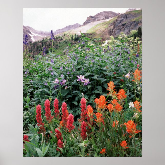 Colorado, Uncompahgre National Forest Poster (Framsidan)