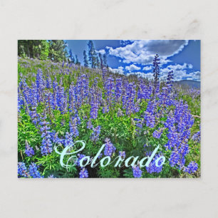 Colorado vildblomma vykort