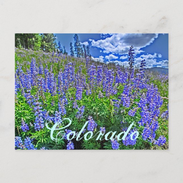 Colorado vildblomma vykort (Framsida)