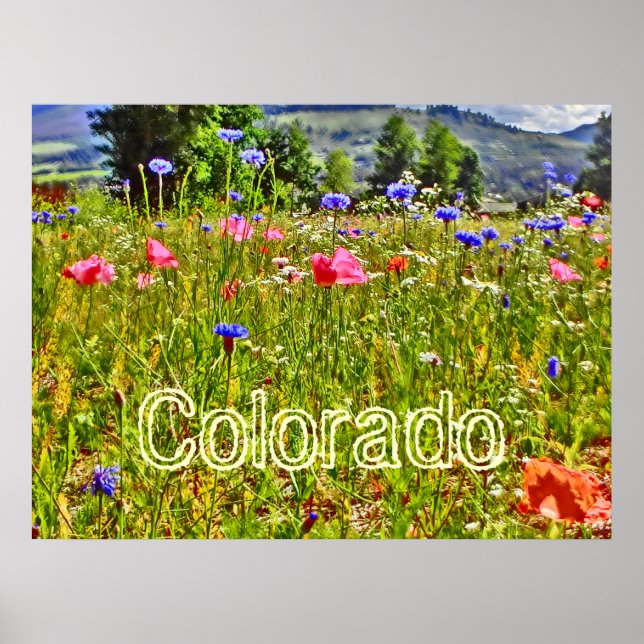 Colorado wildblomma poster (Framsidan)
