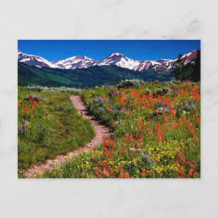 Colorado Wildblomskugga Vykort