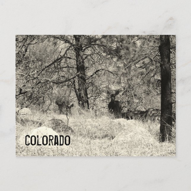 Colorado Wildlife Vykort (Framsida)