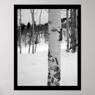 Colorado Winter Aspen Träd Poster