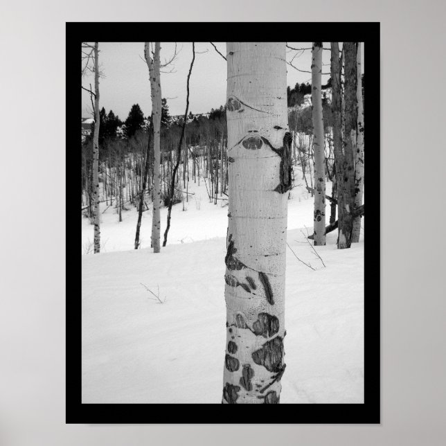 Colorado Winter Aspen Träd Poster (Framsidan)