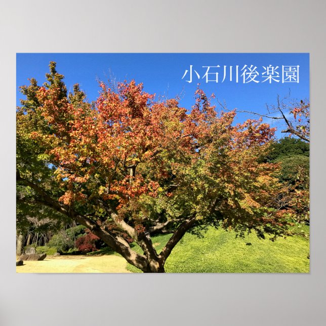 Colored Maple Tree Poster (Framsidan)