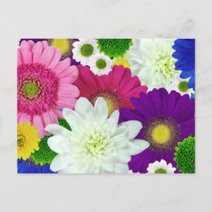 Colorfor Daisys vykort