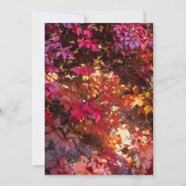 Colorful autumn leaves julkort