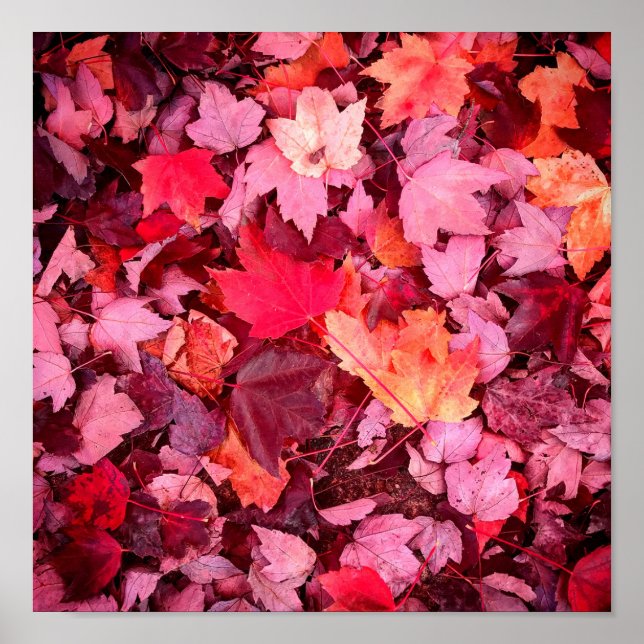 Colorful Autumn Leaves Poster (Framsidan)