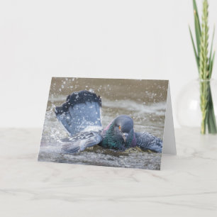 Colorful Bathing Pigeon Tack Kort