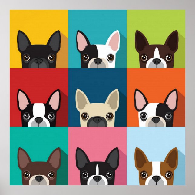 Colorful Boston Terriers Poster (Framsidan)