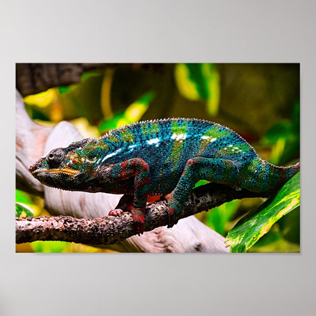 Colorful Chameleon Poster (Framsidan)