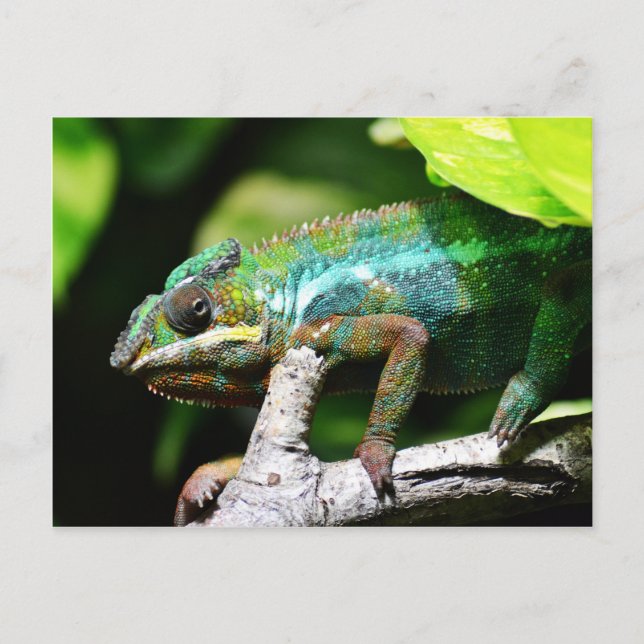 Colorful chameleon vykort (Framsida)