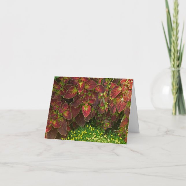 ’COLORFUL COLEUS’ (FOTOG.) KORT (Framsida)