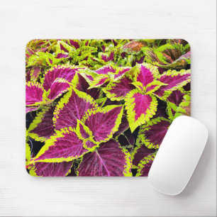 Colorful Coleus Lövs Musmatta