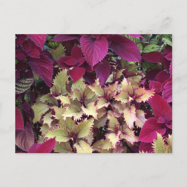 Colorful Coleus Vykort (Framsida)