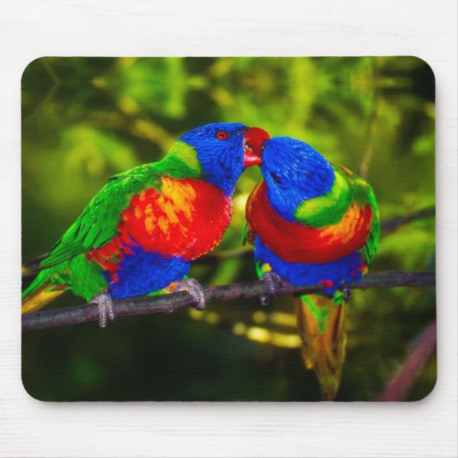 Colorful Couple of Kissing Parrots Musmatta (Framsidan)