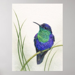 Colorful Crowned Woodnymph Hummingbird  Poster