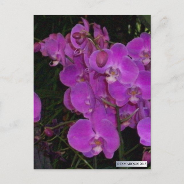 COLORFUL FLORA #3-vykort Vykort (Framsida)