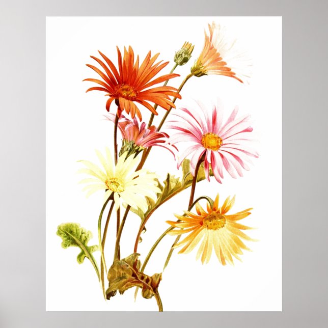 Colorful Gerbera Daisy Wallart Poster (Framsidan)